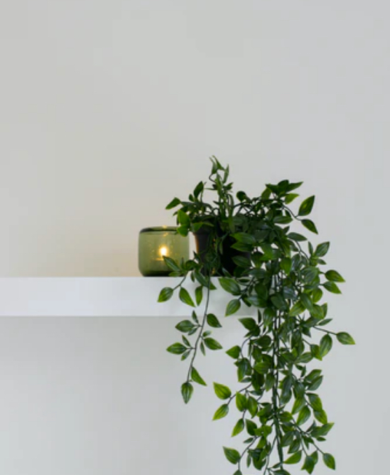 plant-on-shelf-potted
